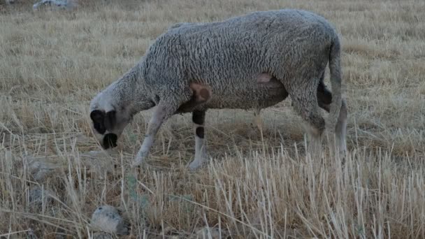 Champ de pâturage des moutons — Video