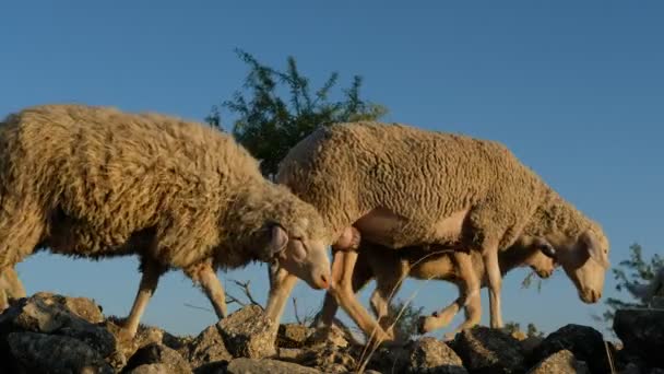 Campo pascolo ovini — Video Stock