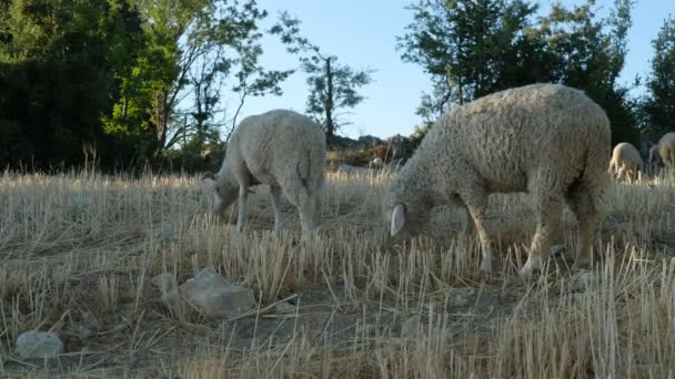 Pâturage des moutons en plein champ — Video