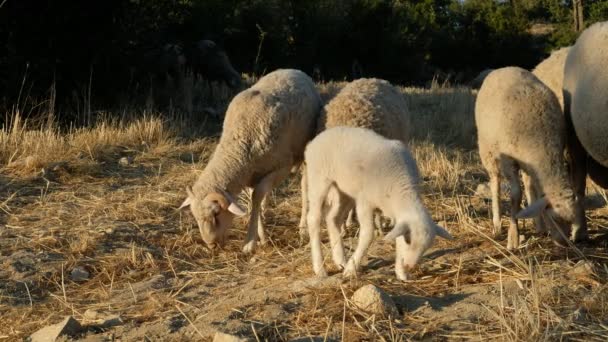 Campo de pastagem de ovelhas — Vídeo de Stock