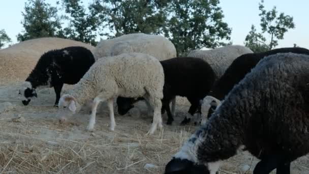 Campo de pastagem de ovelhas — Vídeo de Stock