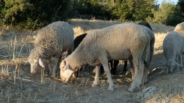 Поле випасу овець — стокове відео