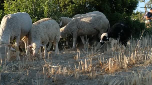 牧羊场 — 图库视频影像