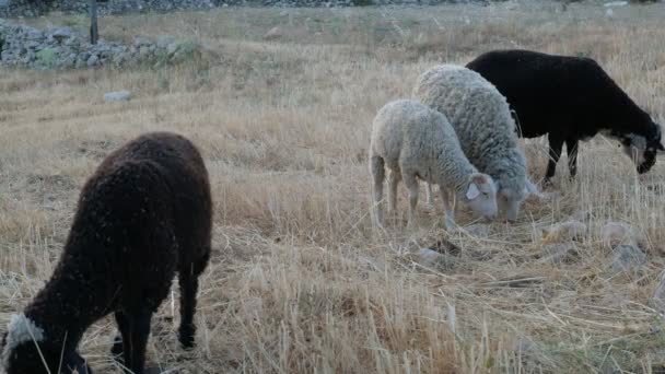 Campo de pastoreo de ovejas — Vídeos de Stock