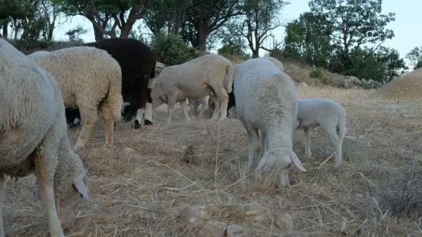 Campo de pastoreo de ovejas — Vídeos de Stock