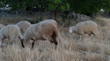 Koyun Otlatma Alanı