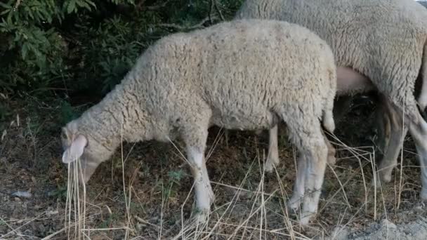 Pastagem de ovinos — Vídeo de Stock