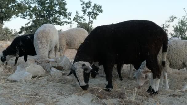 Campo de pastagem de ovelhas — Vídeo de Stock