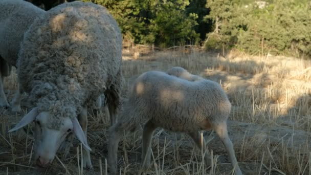 Ovejas pastoreo montaña — Vídeos de Stock