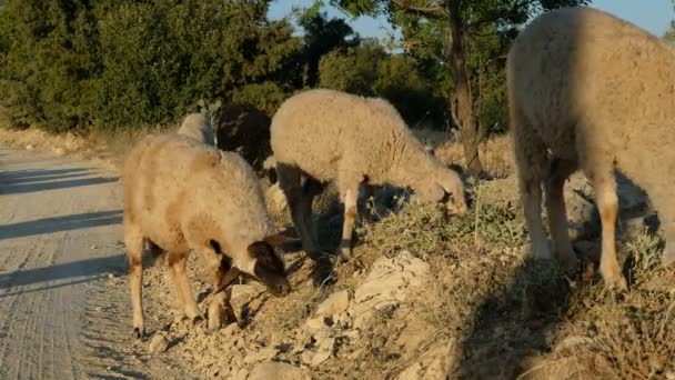 Campo de pastagem de ovelhas — Vídeo de Stock