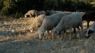 Koyun Otlatma Alanı