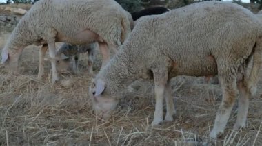 Koyun Otlatma Alanı