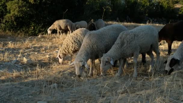 Campo de pastoreo de ovejas — Vídeos de Stock