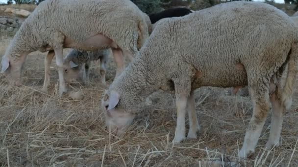Campo de pastoreo de ovejas — Vídeos de Stock