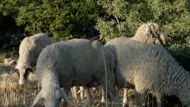 Campo de pastagem de ovelhas — Vídeo de Stock