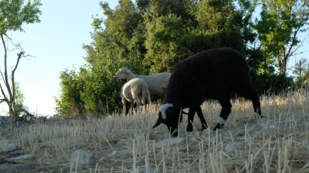 Pastagem de ovinos — Vídeo de Stock