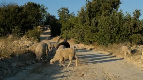 Campo de pastagem de ovelhas — Vídeo de Stock