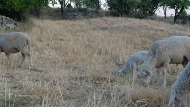 Campo de pastagem de ovelhas — Vídeo de Stock