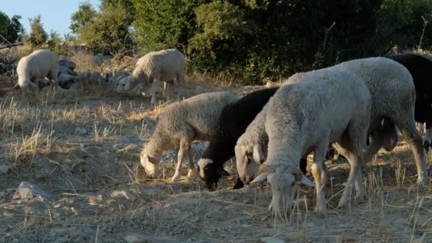 Campo de pastoreo de ovejas — Vídeo de stock