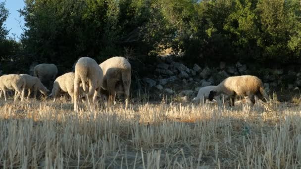 Montanha de pastagem de ovinos — Vídeo de Stock