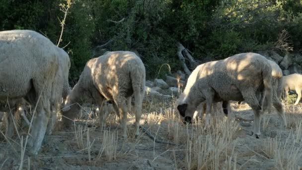 Montanha de pastagem de ovinos — Vídeo de Stock