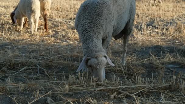 Pastos de pastoreo de ovejas — Vídeos de Stock