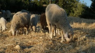 Koyun Otlatma Alanı