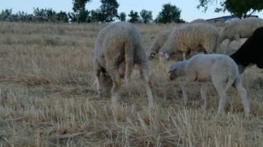 Koyun Otlatma Alanı