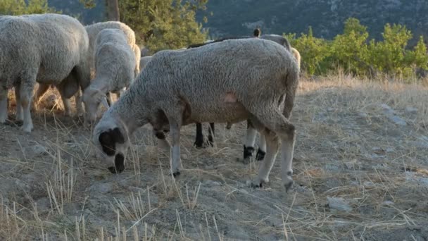 Pastos de pastoreo de ovejas — Vídeo de stock