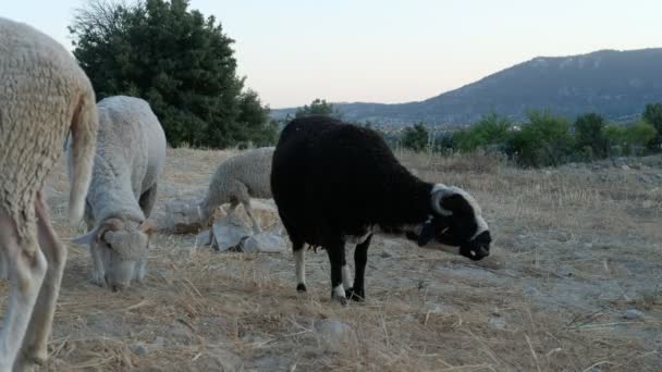 Campo de pastagem de ovelhas — Vídeo de Stock