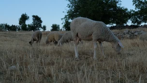 Sheep Grazing Field — Stock Video