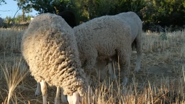 Campo de pastoreo de ovejas — Vídeo de stock