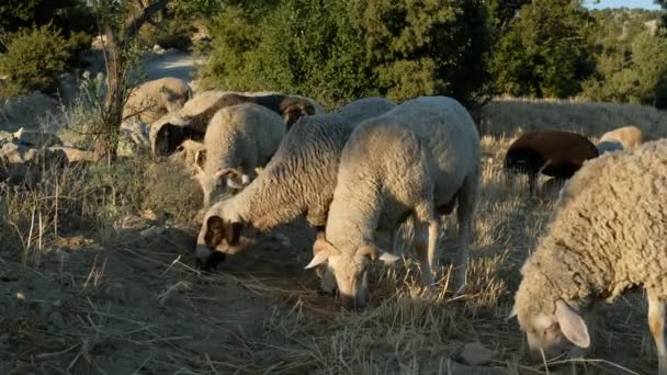 Sheep Grazing Field — Stock Video