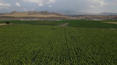 Ayçiçeği tarlası drone tarımı düzlüğü