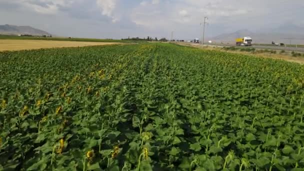 Snelweg zonnebloem vrachtwagen land antenne — Stockvideo