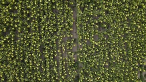Ηλιοτρόπια γεωργία γη εναέρια πράσινο — Αρχείο Βίντεο
