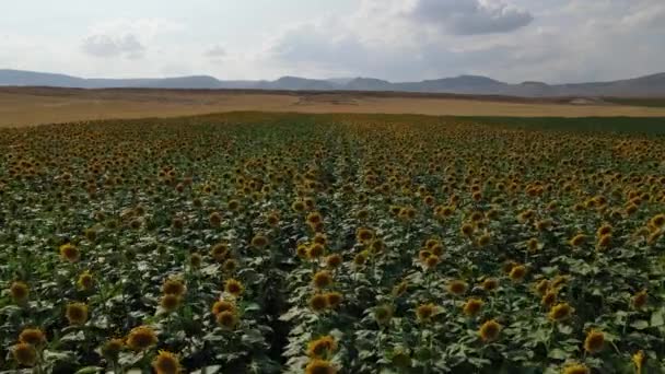 Wind zonnebloem wolk vlakte landschap — Stockvideo