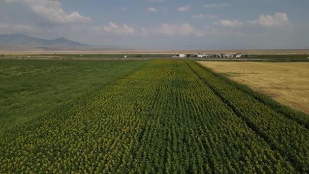 Wolken hemel zonnebloem veld snelweg — Stockvideo