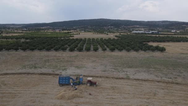 Köylü hasat geleneksel traktör adamlar — Stok video