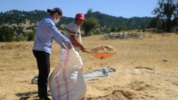 Agricultores rellenos de heno — Vídeos de Stock