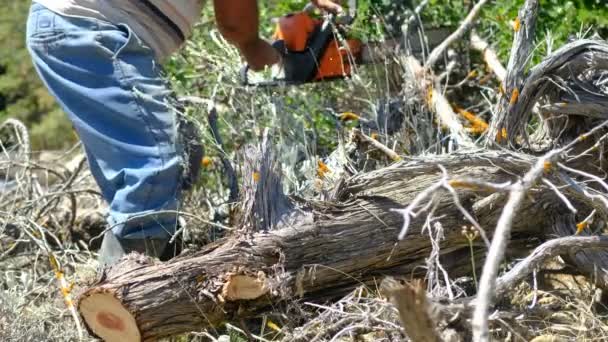 Corte de madera con sierra — Vídeos de Stock