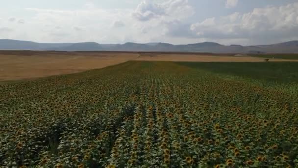 Sunflower plain cloud field aerial — Stock Video