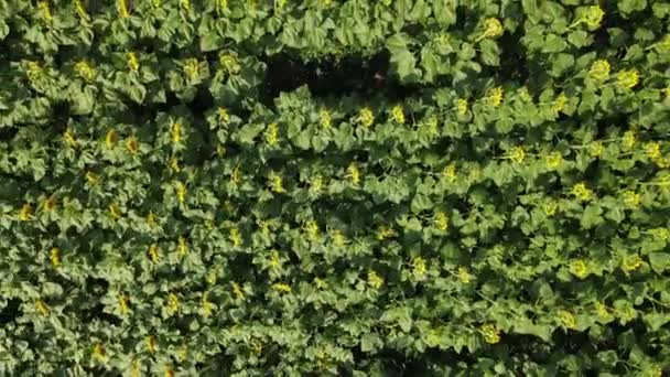 Drone słonecznik zielony powietrzny krajobraz — Wideo stockowe