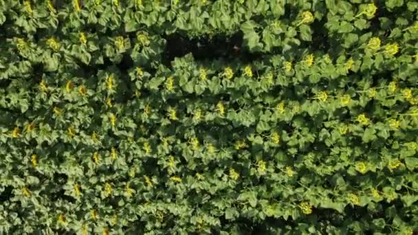 Drone tournesol vert paysage aérien — Video