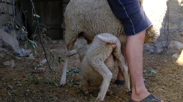 Cordeiro chupando mãe — Vídeo de Stock