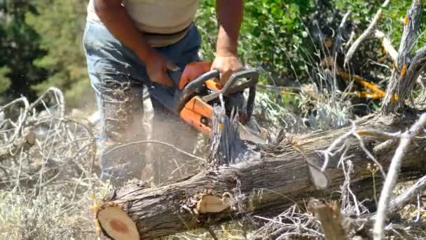 Резка дерева с помощью пилы — стоковое видео