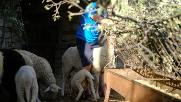 Jovem pastor cuidando de ovelhas — Vídeo de Stock