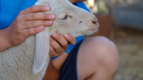 Shepherd looking after lamb barn — Stock Video