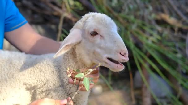 农民喂羊肉 — 图库视频影像
