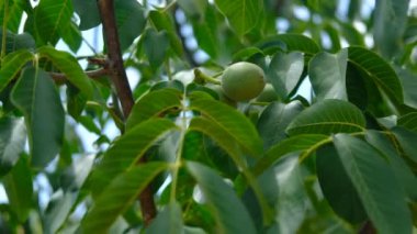yeşil ceviz ağacı